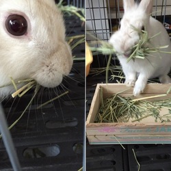 おもちの子育て