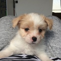ミックスとミックスの掛け合わせの雑種子犬