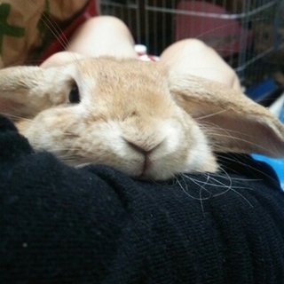 ＊交渉中＊保護うさぎsolくん