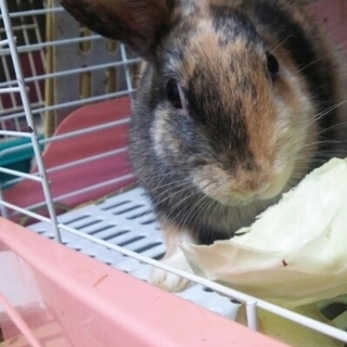 保護うさぎ　ビコくん　終生飼育をおねがいします