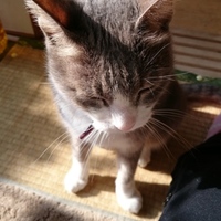 にゃー