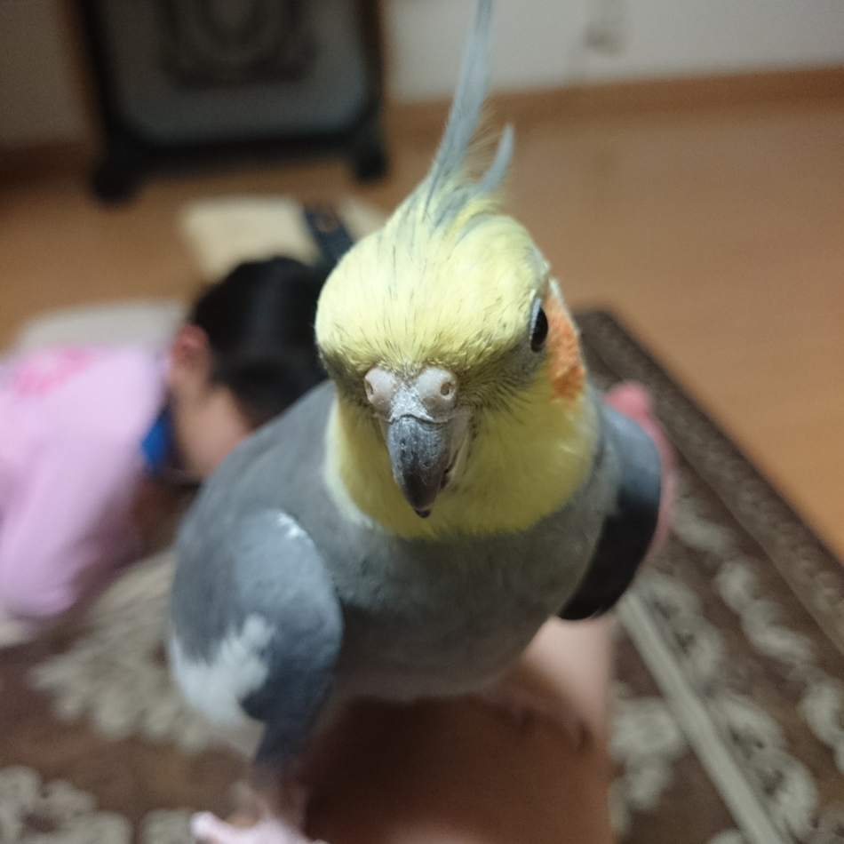 むさしのカバー写真