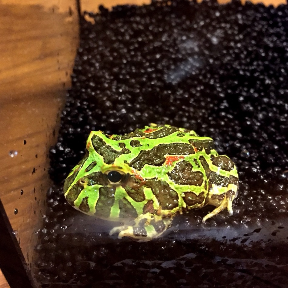 ポニョのカバー写真