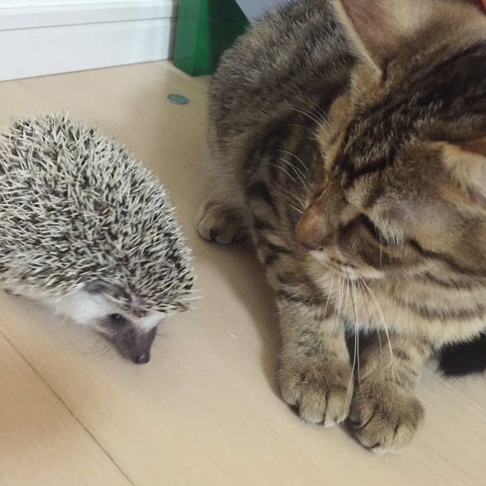 ぶぅのカバー写真