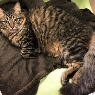 【島根県】ゴージャス⭐︎カトちゃん