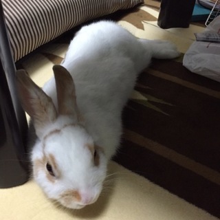 うさぎ可愛がってくれる方探してます。