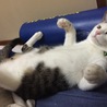 変なポーズのシダー