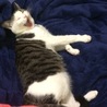 眠いにゃ