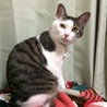 ちょいペロ