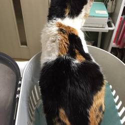 背中の柄が鷲？？