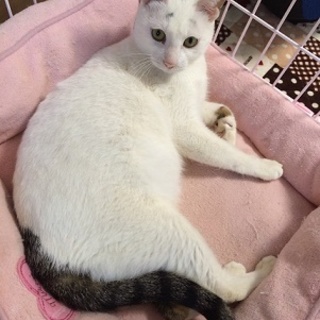 縁起猫！はち子ちゃん