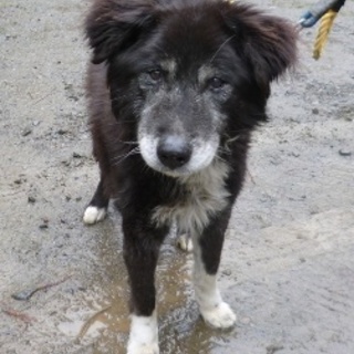 ２０１６－０３－０００２　中型　オス 返還ずみ