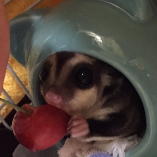 ありがとうございます。優しい里親様決定しました。