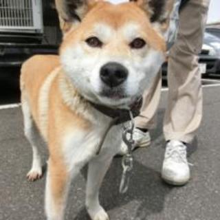 福島県須賀川市　2016030015 中型メス返還