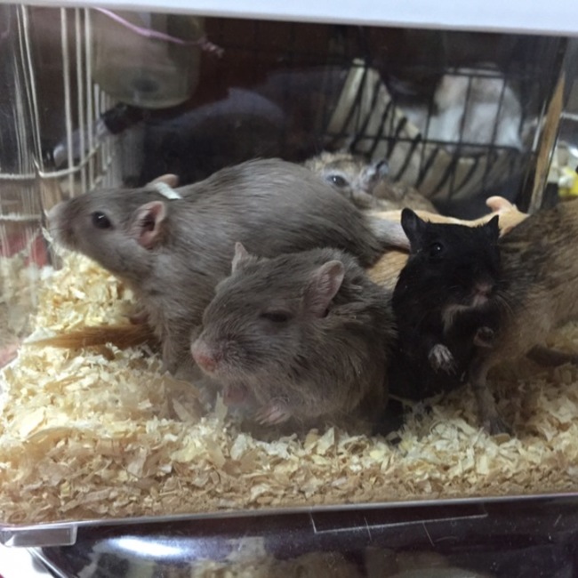 愛音0のカバー写真