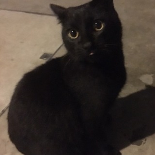 人懐こく甘えん坊の黒猫ちゃん