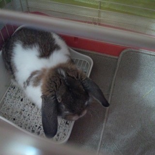 ウサギの里親様募集