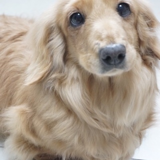 Mダックスクリーム 推定」東京都 - 犬の里親募集(100966) :: ペット