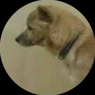 里親さまが決まりました　ありがとうございました