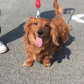 人懐っこいダックス（オス）