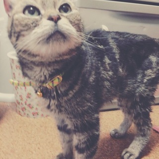 食いしん坊の猫ちゃん