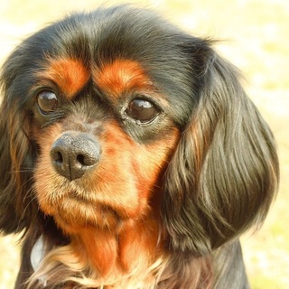 【里親募集】 ポップ 6歳女の子 ブラタン  