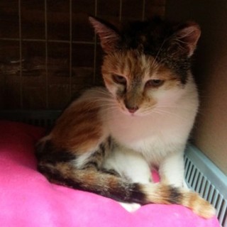 めちゃくちゃ甘えん坊な子猫のジュピター♡