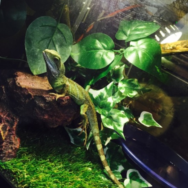 黒瀬りゅぅかのカバー写真