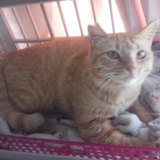 珍しい茶トラの女の子！ビーナスちゃん超甘えん坊♡