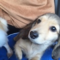 ダックスの仔犬の里親さん募集してます