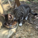 庭に居ついた猫です。