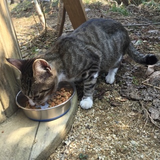 庭に居ついた猫です。