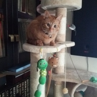 茶トラのいたずらっ子兄弟の里親募集