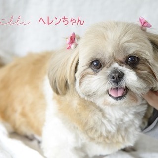 シーズーヘレンちゃん里親募集