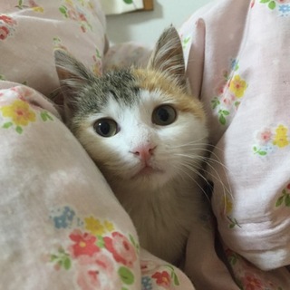 5カ月の甘々なメスの仔猫ちゃん。里親さん募集中！