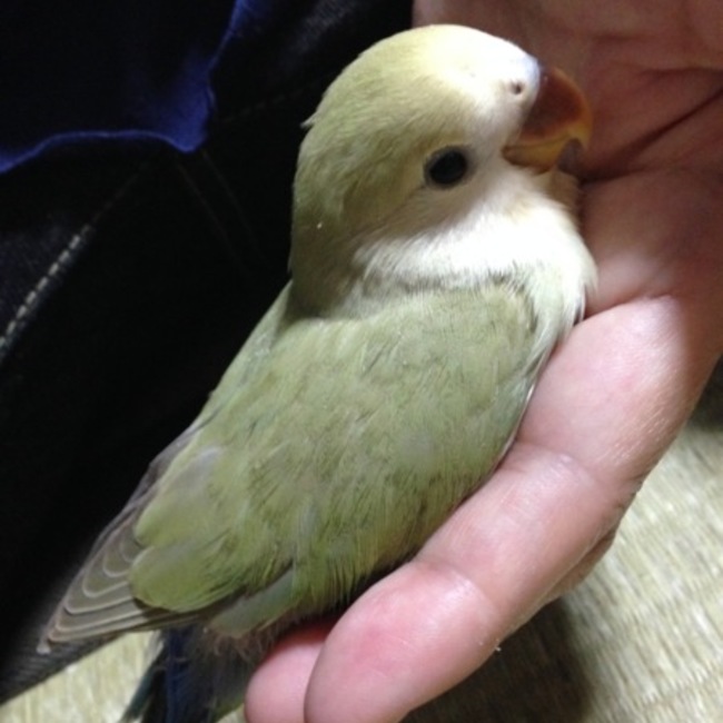 ユッキー閣下のカバー写真