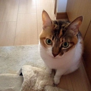 甘えん坊の三毛猫・新しい家族を探しています。