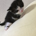 ［一時停止］子猫ここの里親募集