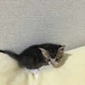 ［一時停止］子猫ももの里親募集