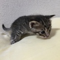 ［一時停止］子猫チョコの里親募集