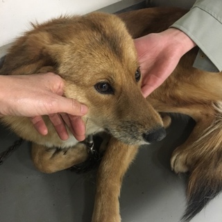 イケメンの若者、ゆきちくん！