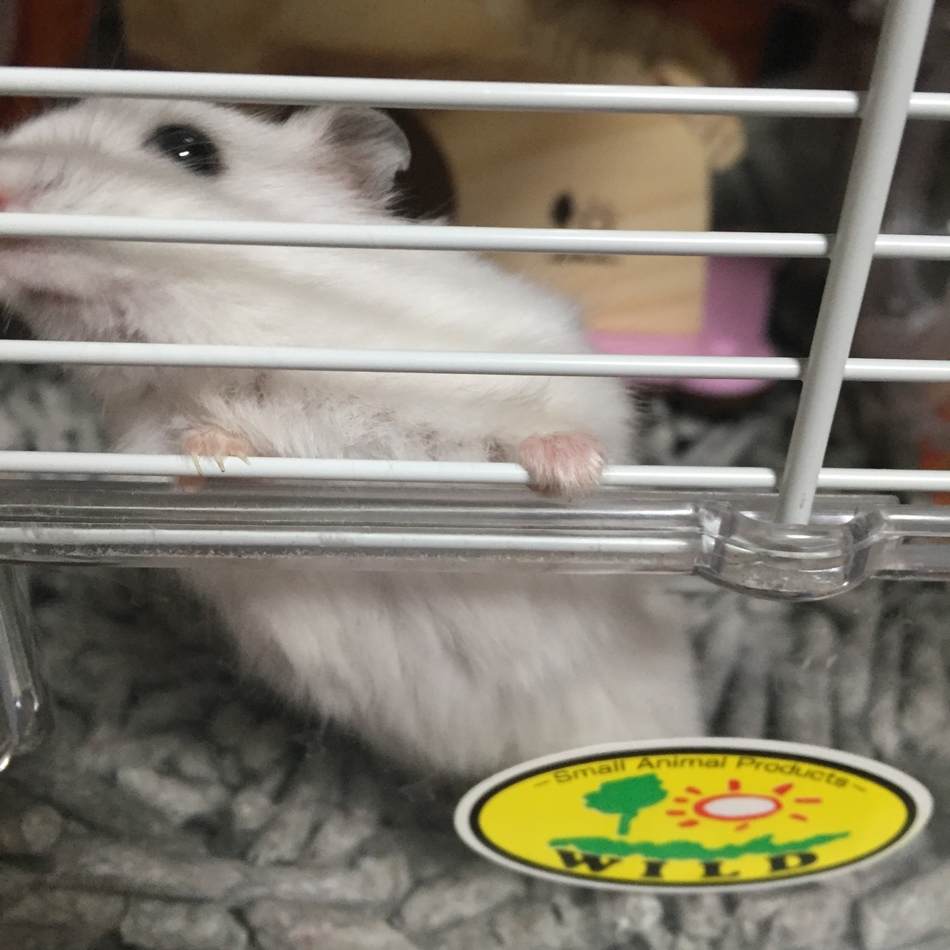 みるくのカバー写真