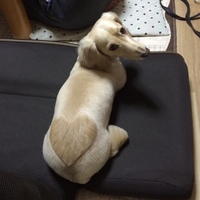 リーフ