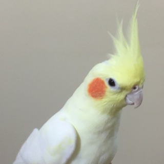 オカメインコの里親募集