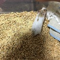 ゴールデンハムスターの男の子里親さん募集。