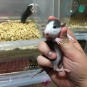 ラットベビー里親さん募集
