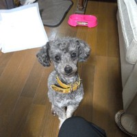 ディーン