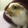おちすけ さん