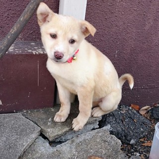 ☆募集一時停止　子犬　女の子☆