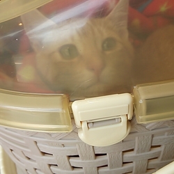 たまねぎ中毒。